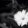 お花