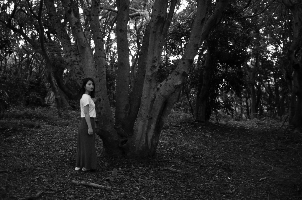 In the early morning Woods #07