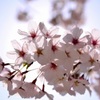 桜2015