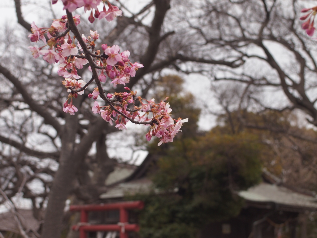 春の予感