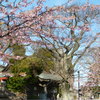 吾妻神社２