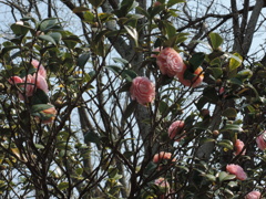 袖ケ浦公園