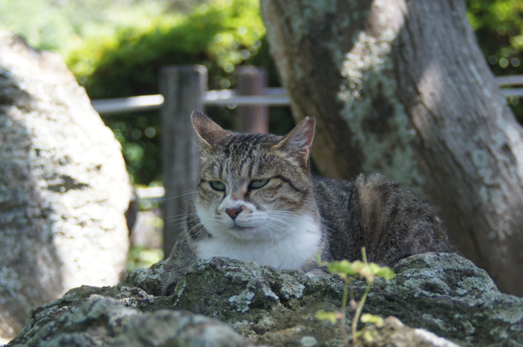 袖ヶ浦公園のネコ