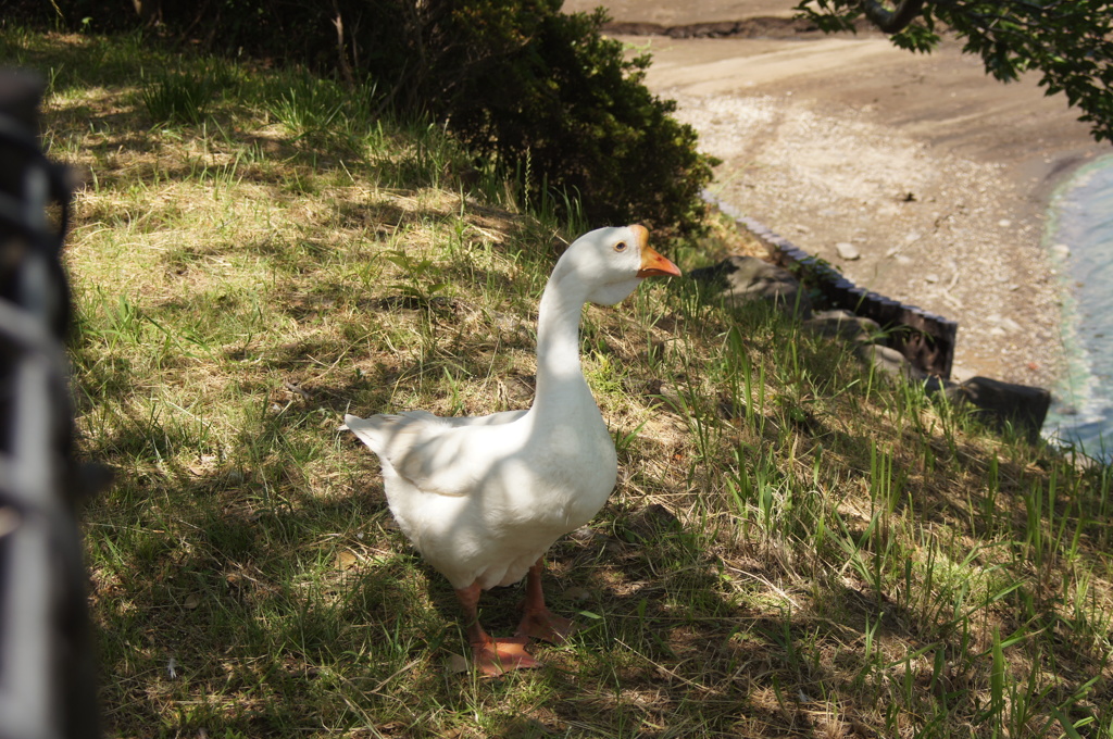 袖ヶ浦公園の動物