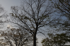 公園の空