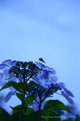 蒼の中のあじさい