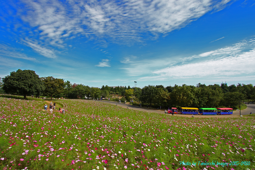 国営昭和記念公園　花の丘とパークトレイン