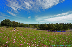 国営昭和記念公園　花の丘とパークトレイン