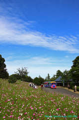 国営昭和記念公園　花の丘とパークトレイン　その2