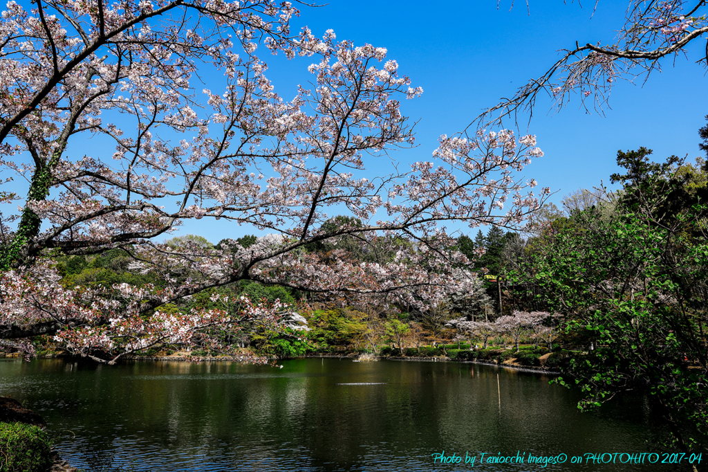 薬師池　2017春　桜