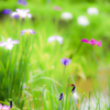 花菖蒲と赤とんぼ