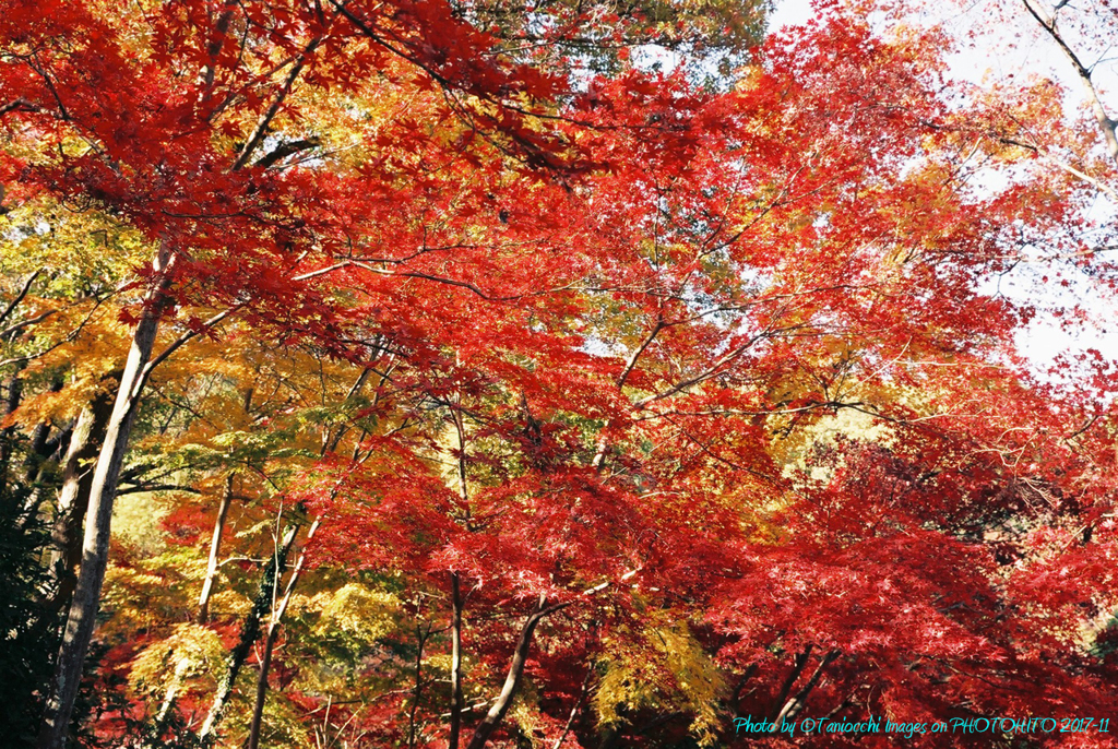 燃ゆる秋　薬師池公園　フィルム写真