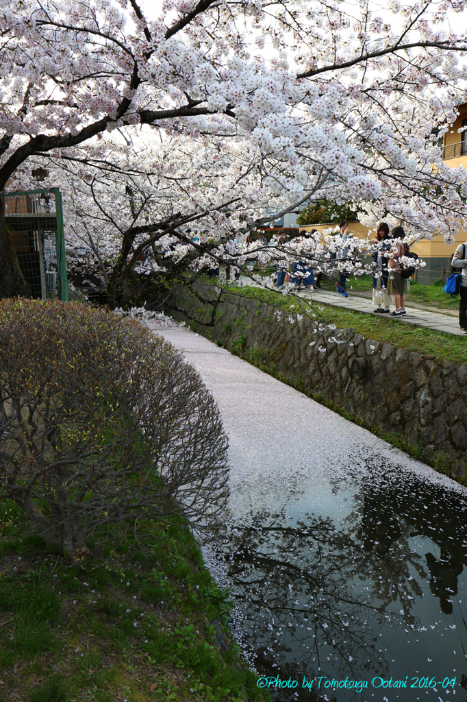 そうだ　京都行こう。～哲学の道～