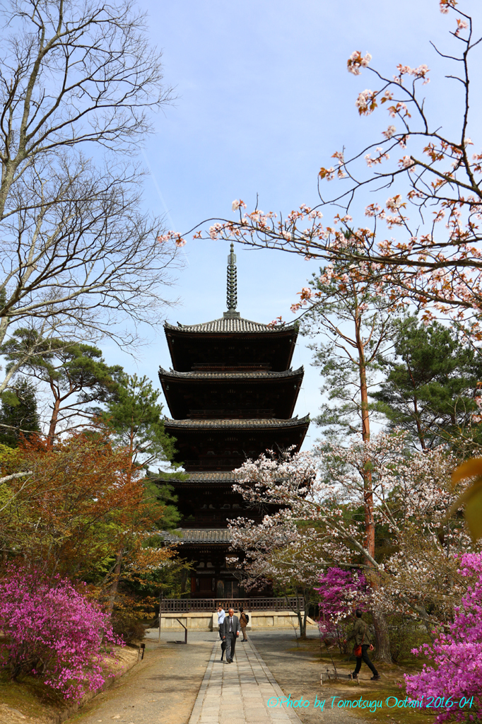 そうだ　京都行こう。～総本山　仁和寺～