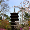 そうだ　京都行こう。～総本山　仁和寺～