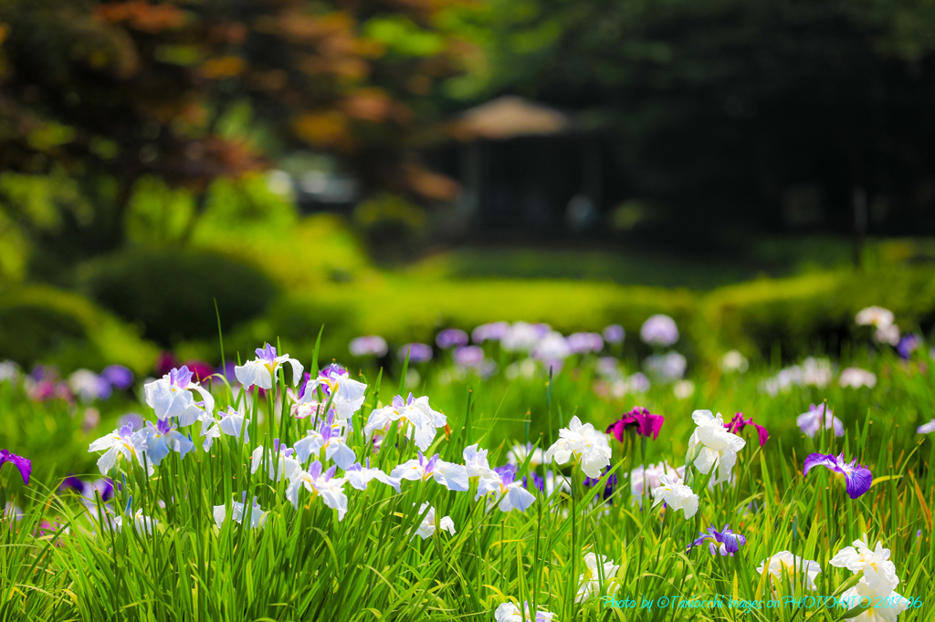 薬師池公園の花菖蒲