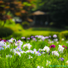 薬師池公園の花菖蒲