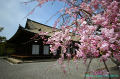 そうだ　京都行こう。～蓮華王院　三十三間堂～