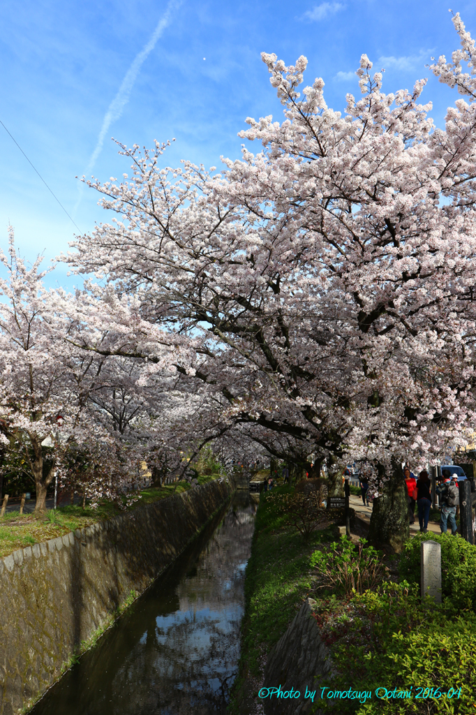 そうだ　京都行こう。～哲学の道～