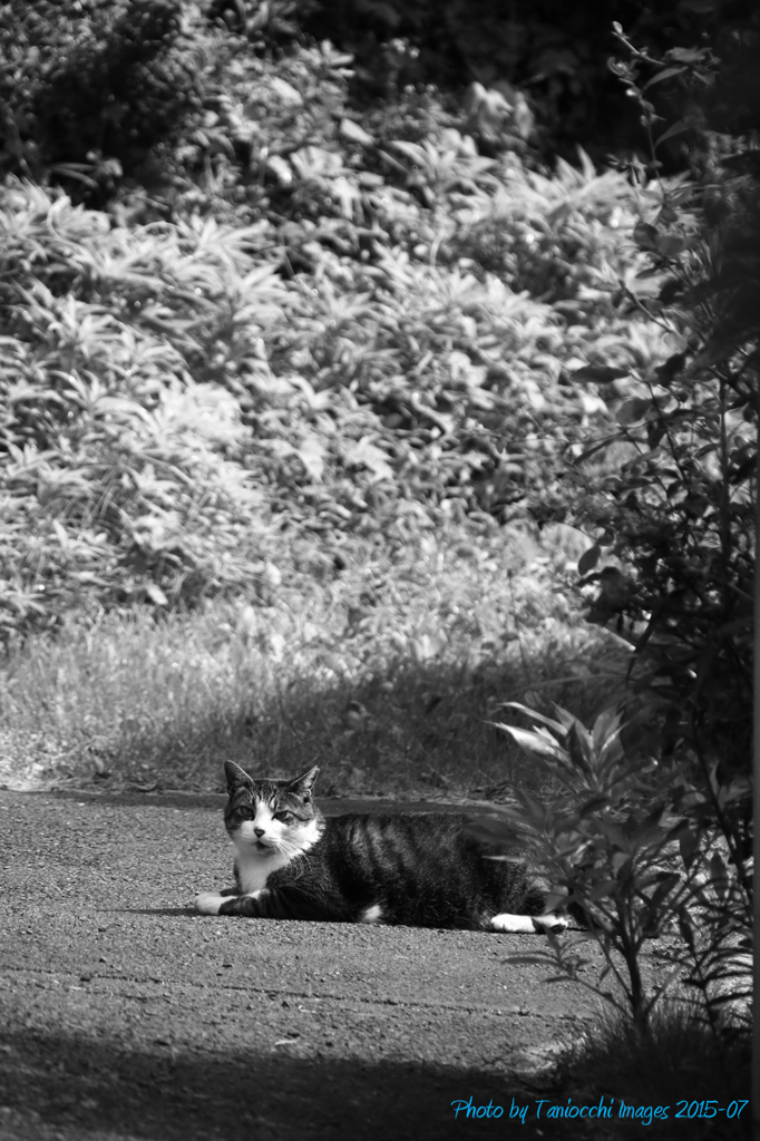 近所の猫