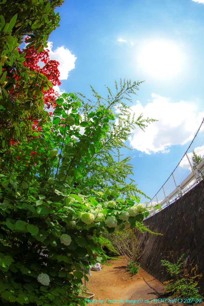 花言葉は華やかな恋～大手毬～