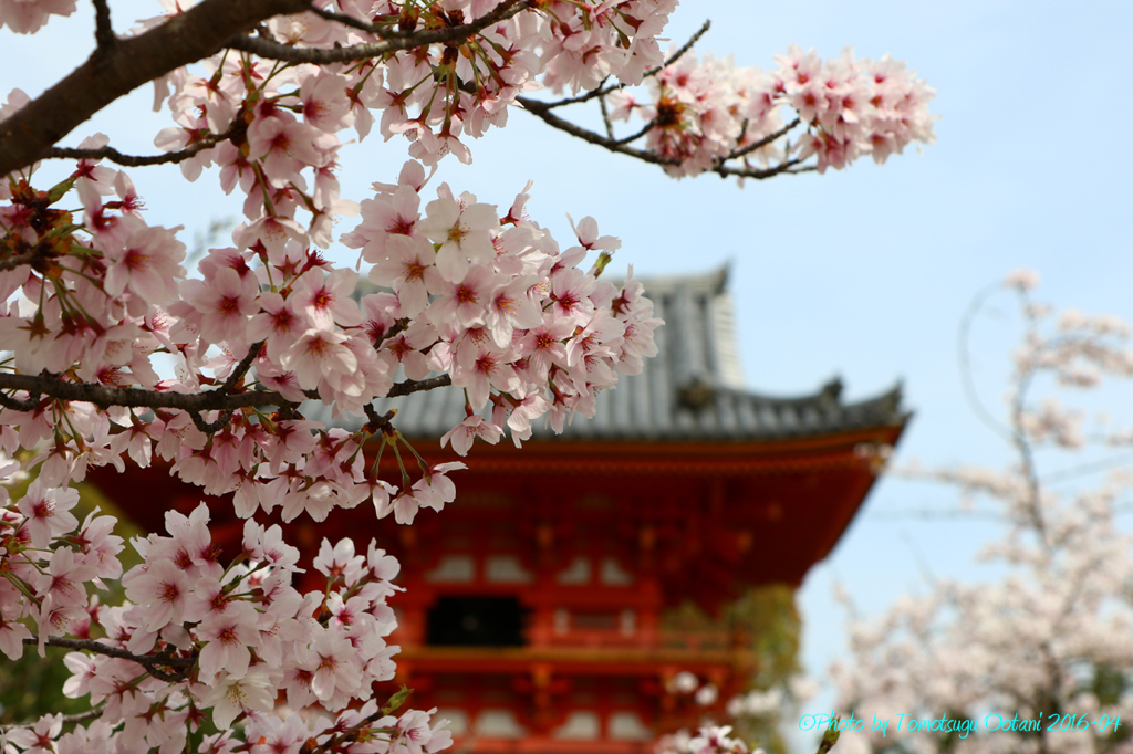 そうだ　京都行こう。～総本山　仁和寺～