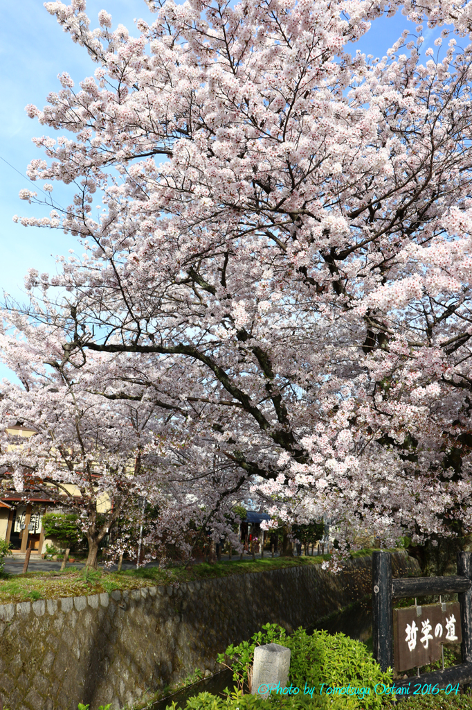 そうだ　京都行こう。～哲学の道～