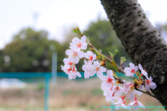 桜2017　その2