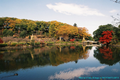 秋の薬師池公園　フィルム写真