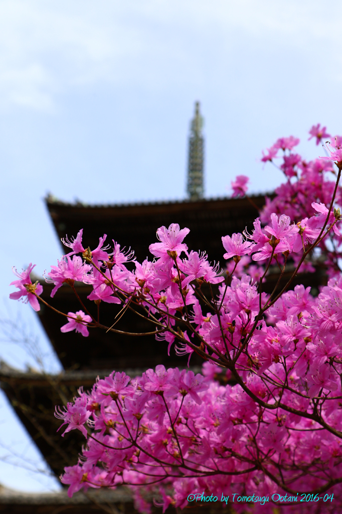 そうだ　京都行こう。～総本山　仁和寺～