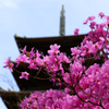 そうだ　京都行こう。～総本山　仁和寺～