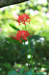 暑さも寒さも彼岸まで