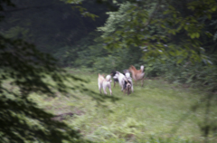 野犬の群れ