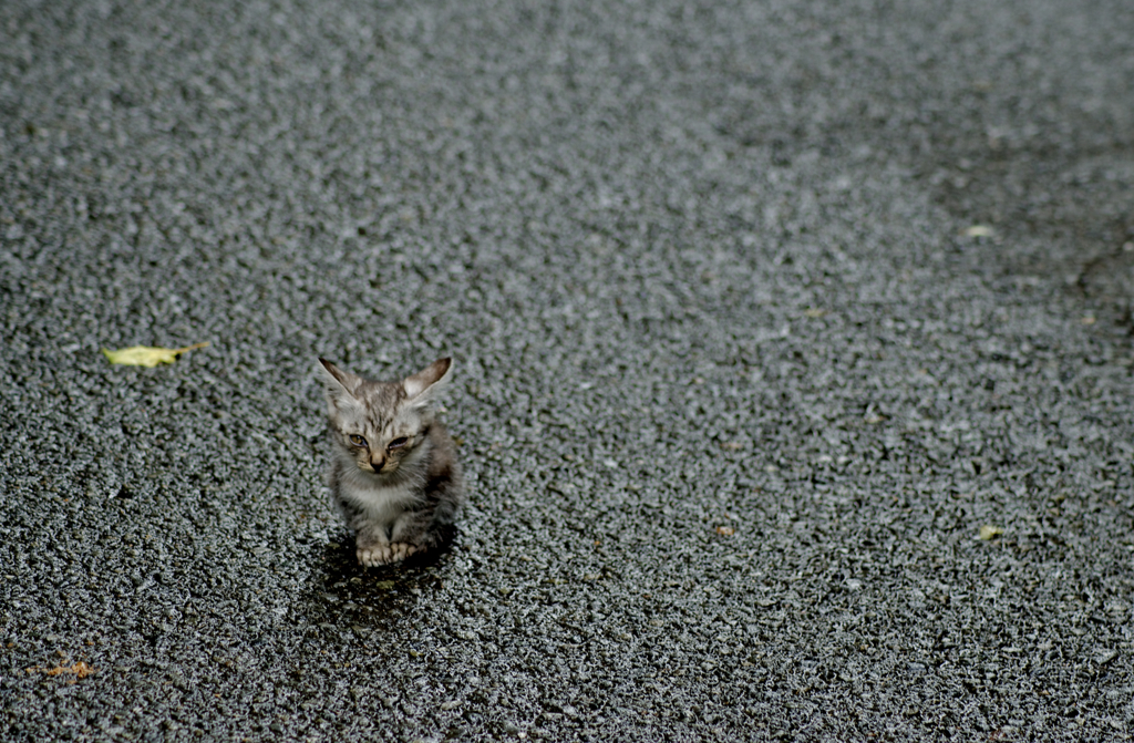 野良ちび