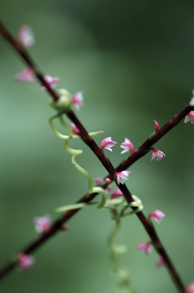 水引の花