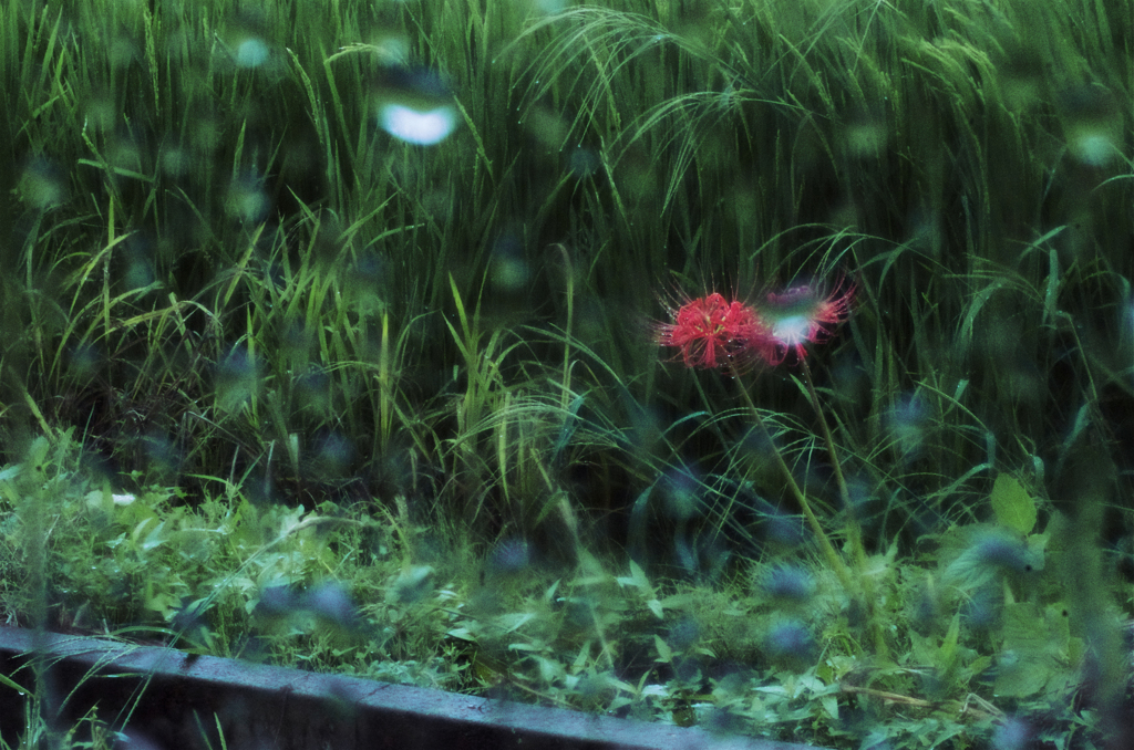 火事花咲いた雨の日曜日