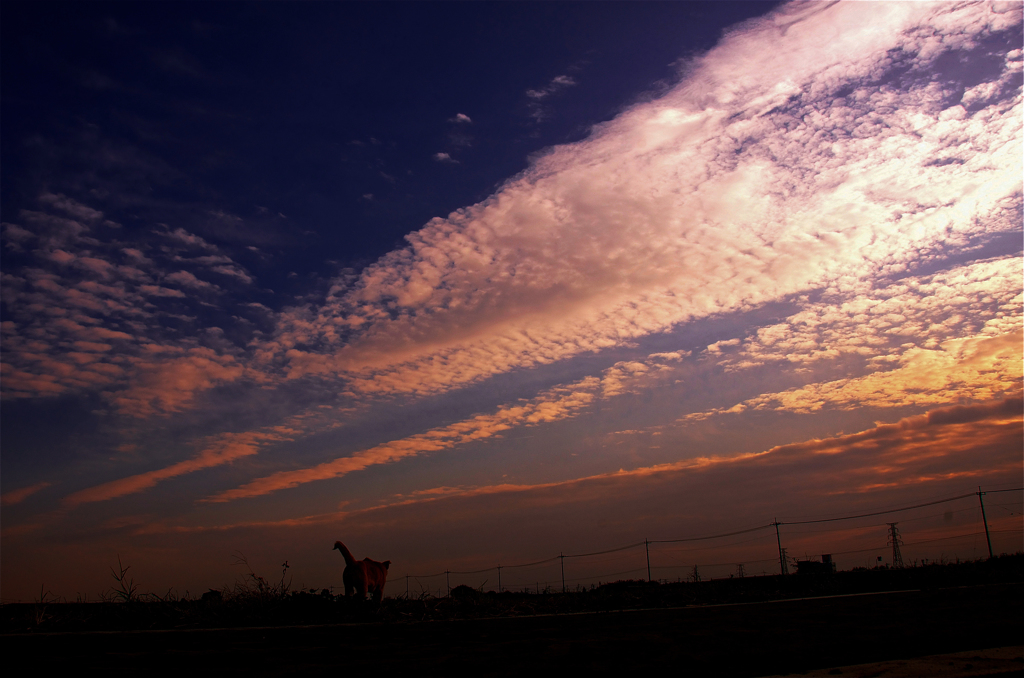 チビ犬の夕暮れ