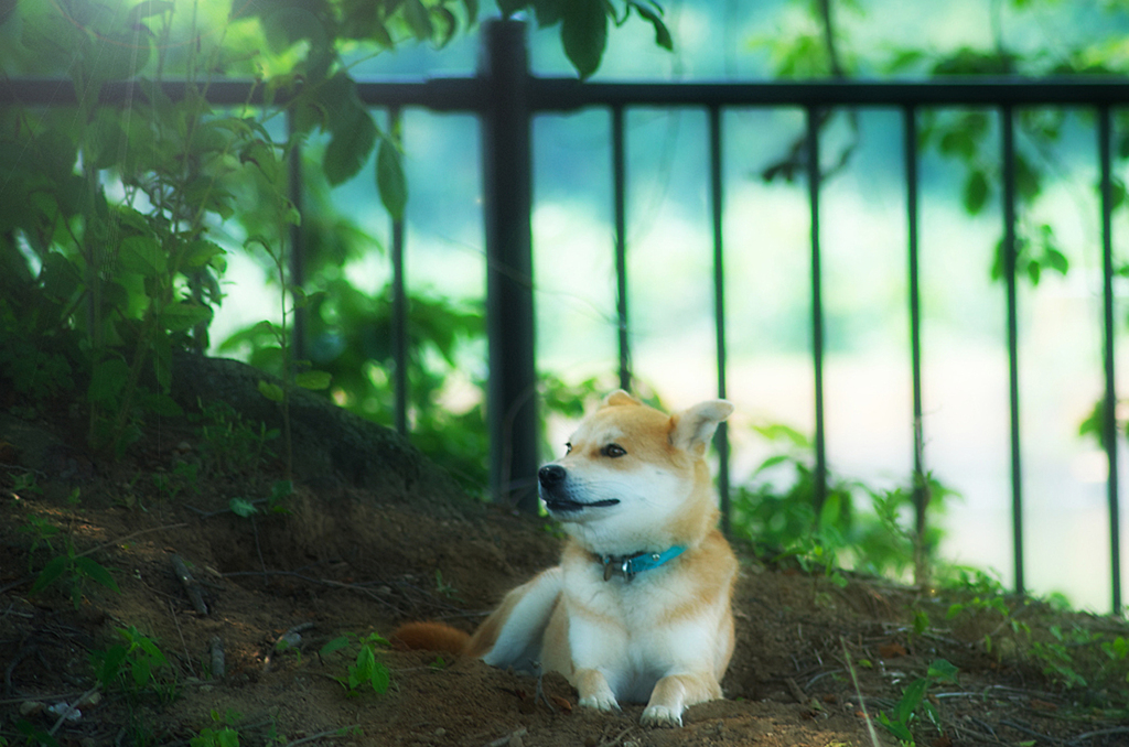 木陰