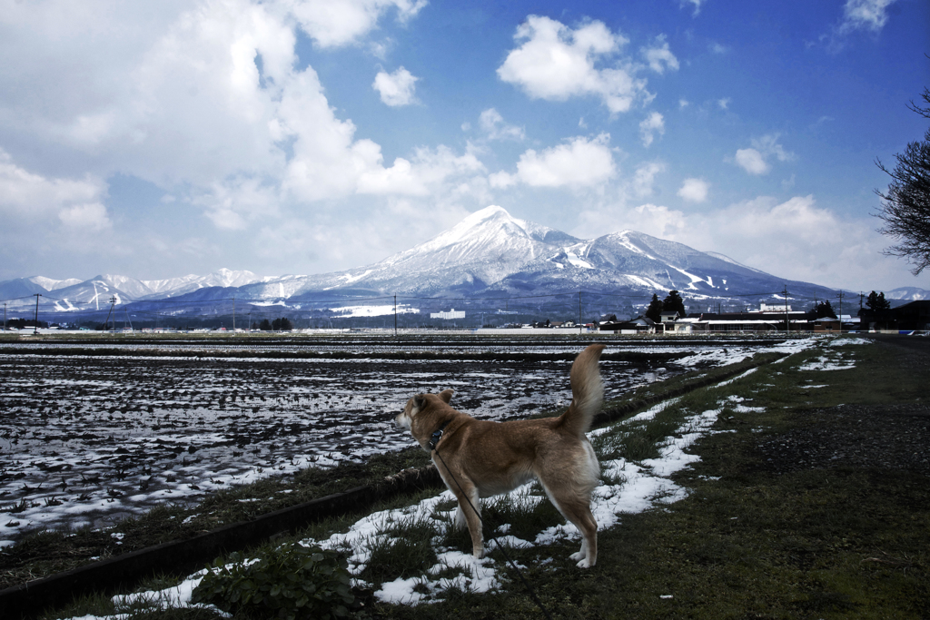 会津磐梯山とウィード