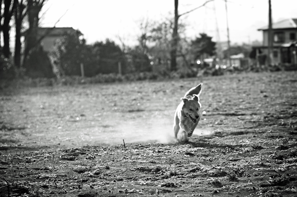 野良犬