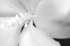 「花」