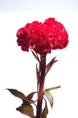 「花」