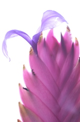 珍しい花