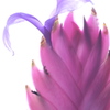 珍しい花
