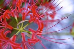 「花」