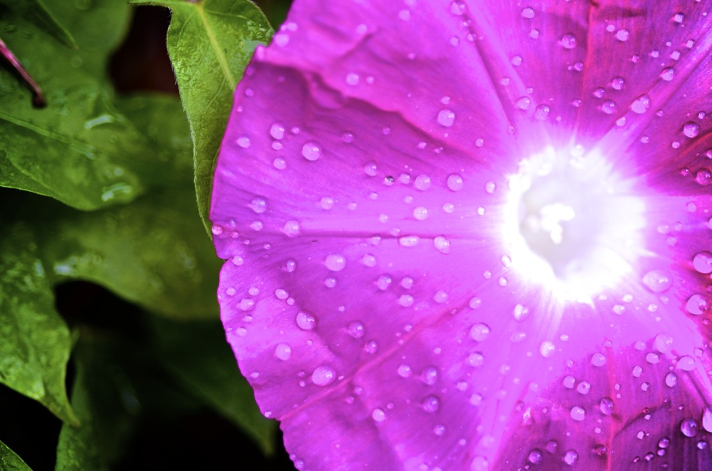 「花」