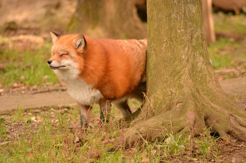 ぽりぽり