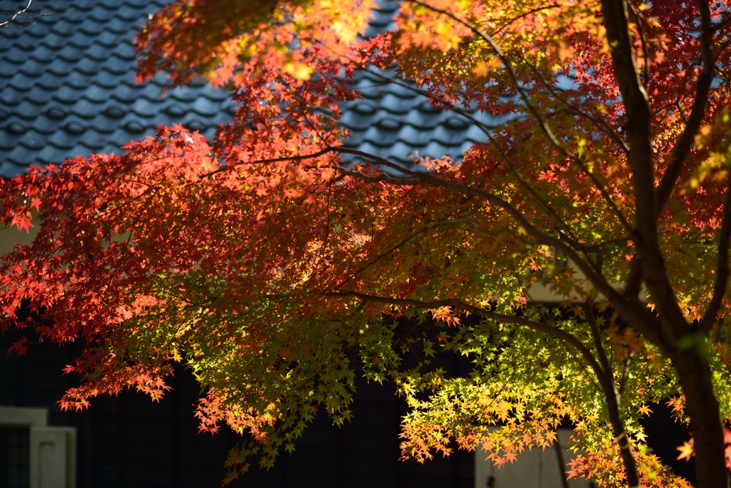 紅葉真っ盛り