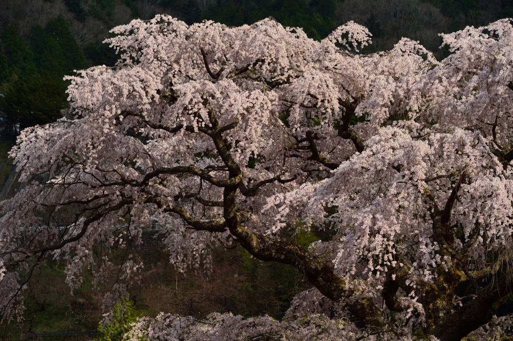 黒船桜#3