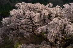 黒船桜#3